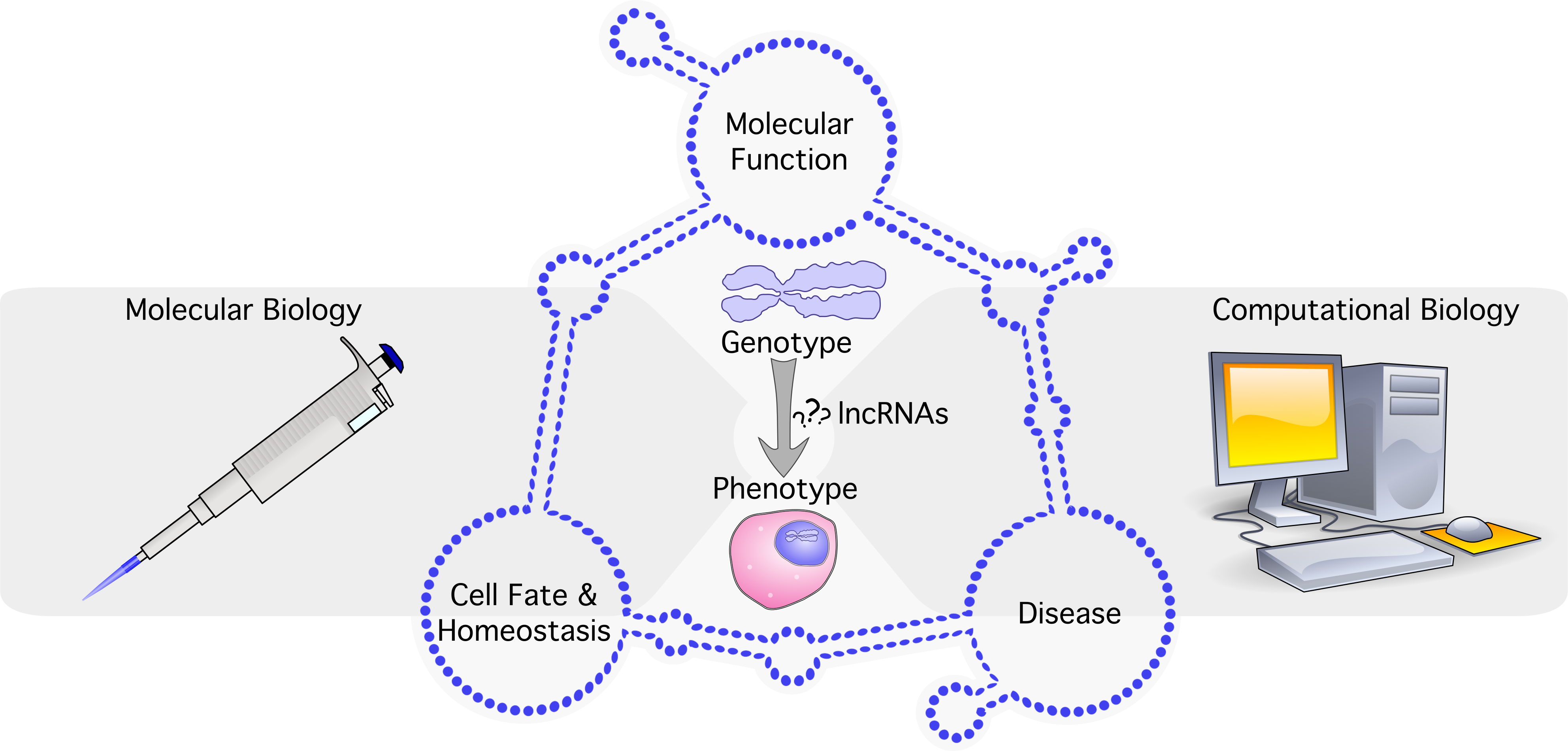 Using Molecular BIology & Bioinformatics to investigate lincRNA molecular function in disease, cell fate & homeostasis.