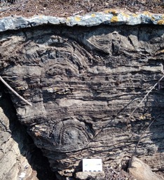 2024_MarinCarbone_Stromatolite.jpg