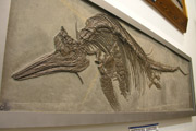 Ichthyosaurus_Holzmaden.jpg