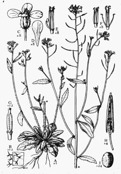 Arabidopsis_little.jpg (Arabidopsis_little.jpg)