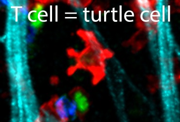 turtle cell_final_370.jpg