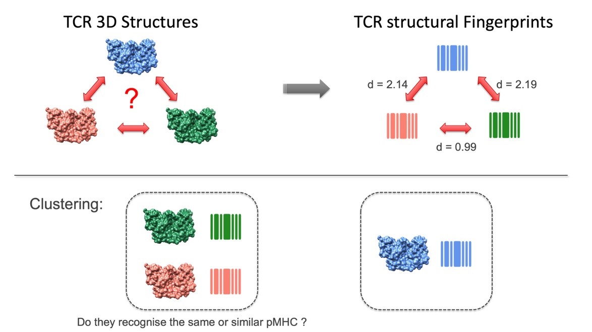 Zoete Lab Analysis and prediction of T-cell receptor repertoires.jpg