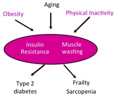 insulin_resistance.jpg
