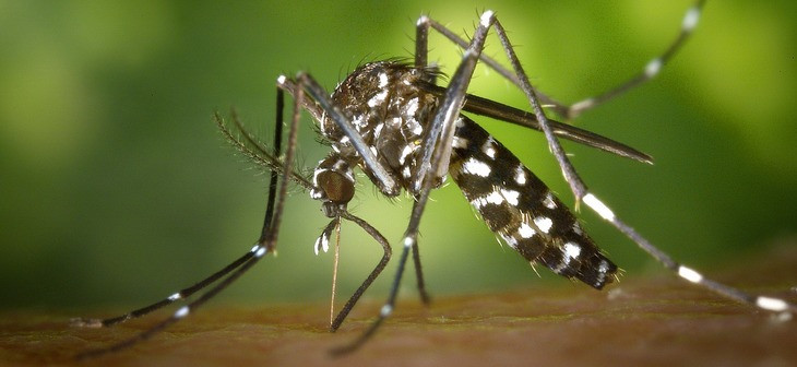 mosquito-730x336.jpg