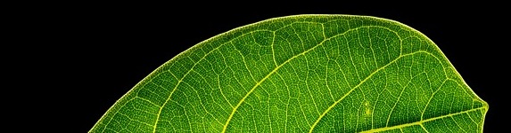 leaf-crop573x150.jpg
