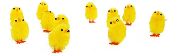 chicks.jpg