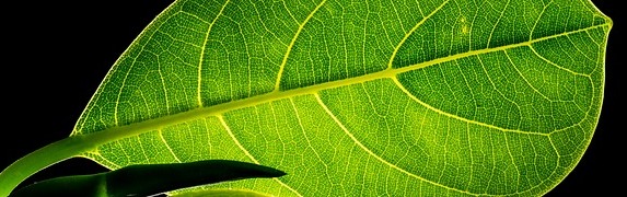leaf-crop573x180.jpg