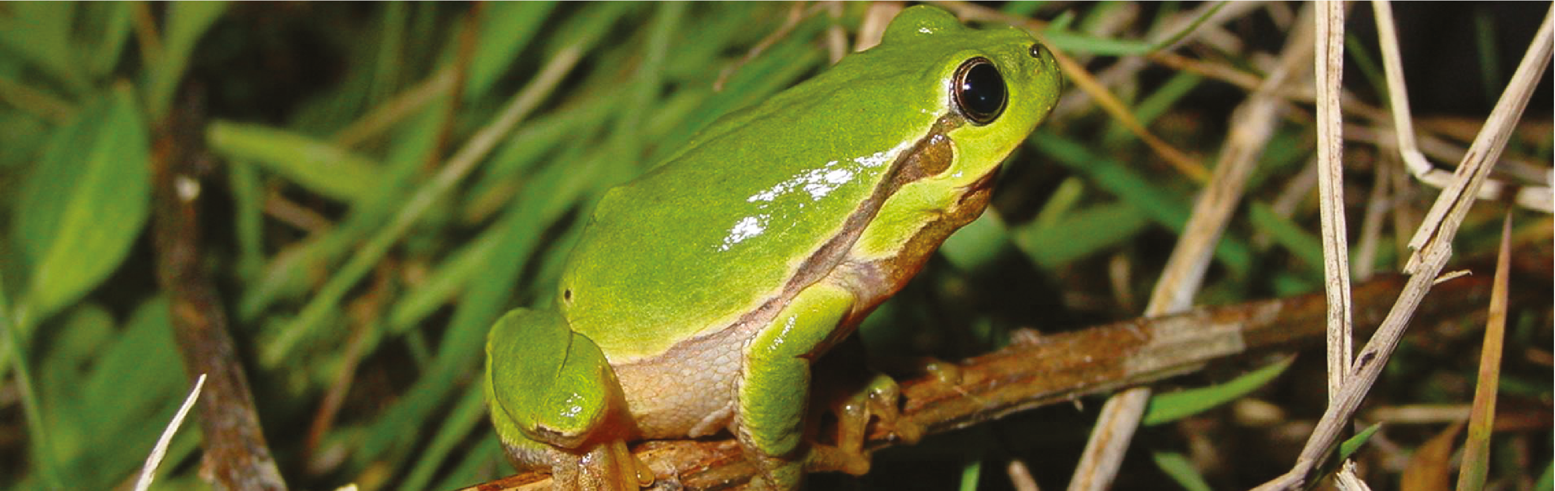 Grenouille_730x230.png