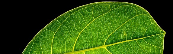 leaf-crop573x180.jpg