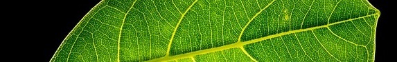 leaf-crop573x180-crop573x90.jpg