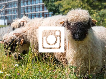 sheep-unil-instagram-ENG.jpeg