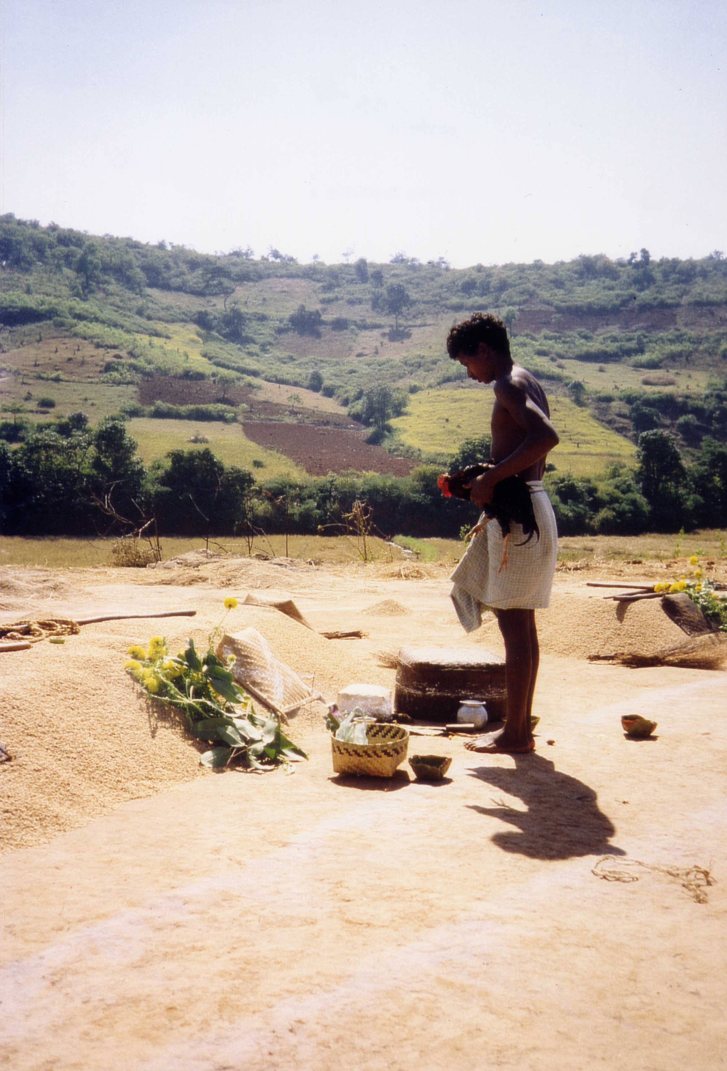 Berger 1999 sacrifice rice harvest.jpg