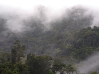 GroupeSchaefli_rain forest.jpg