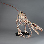 101576_Velociraptor_mongoliensis.jpg