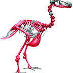 MGL_Dodo_Skeleton