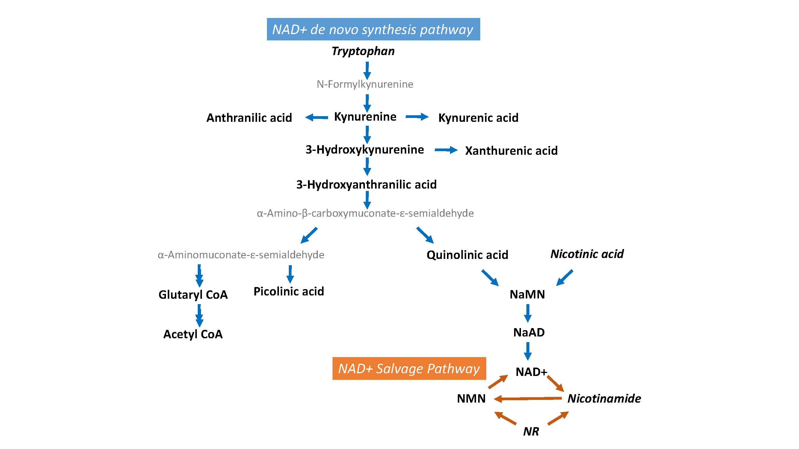 Tryptophan_Nicotinatenicotinamide pathway.png