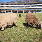 Les moutons gambadent à nouveau à l'UNIL
